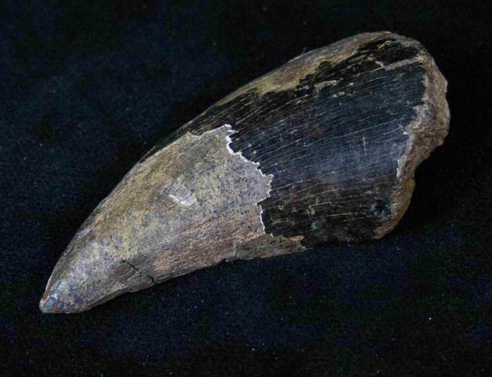 authentic trex tooth