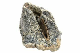 Fossil Woolly Rhino (Coelodonta) Tooth Crown - Siberia #252071