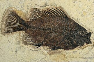 Fossil Fish (Cockerellites) - Wyoming #252168
