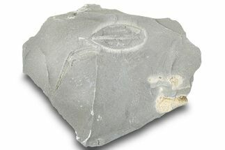 Plate of Ordovician Graptolite Fossils - Utah #251550