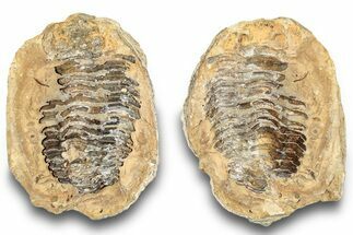 Fossil Calymene Trilobite In Nodule (Pos/Neg) - Morocco #251744