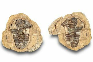 Fossil Calymene Trilobite In Nodule (Pos/Neg) - Morocco #251745