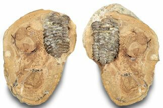 Fossil Calymene Trilobite In Nodule (Pos/Neg) - Morocco #251750