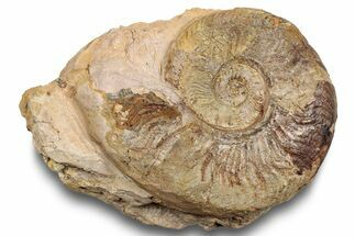 Cretaceous Ammonite Fossil - England #252135
