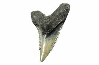 Snaggletooth Shark (Hemipristis) Tooth - South Carolina #251006