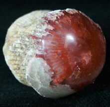 Million Year Old Polished Red Horn Coral - Utah #14858