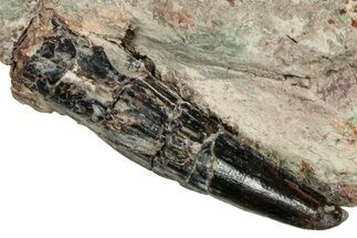 Spinosaurus Tooth In Situ - Dekkar Formation, Morocco #252257