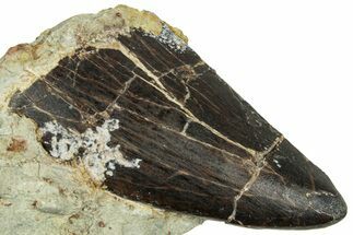 Carcharodontosaurus Tooth In Rock - Dekkar Formation, Morocco #252322