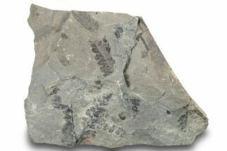 Pennsylvanian Fossil Fern (Neuropteris) Plate - Kentucky #252390