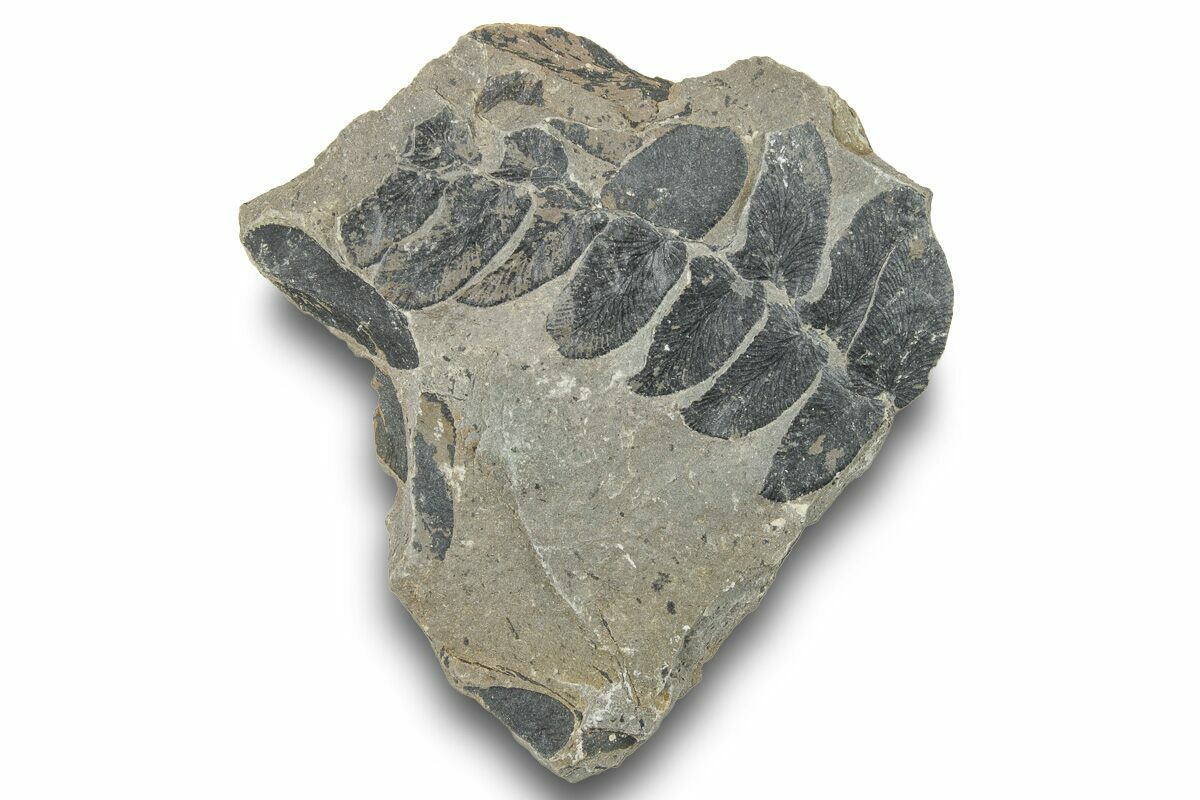 1.75" Pennsylvanian Fossil Fern (Neuropteris) Plate Kentucky (252398