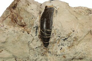 Fossil Polycotylid Plesiosaur (Thililua?) Tooth - Asfla Morocco #252347