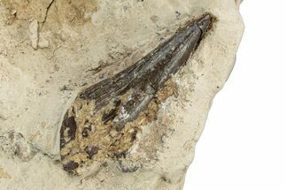 Fossil Polycotylid Plesiosaur (Thililua?) Tooth - Asfla Morocco #252349