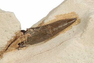 Fossil Polycotylid Plesiosaur (Thililua?) Tooth - Asfla Morocco #252350