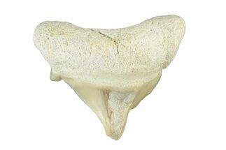 Pathological Otodus Shark Tooth - Morocco #252463