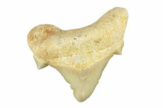 Pathological Otodus Shark Tooth - Morocco #252469