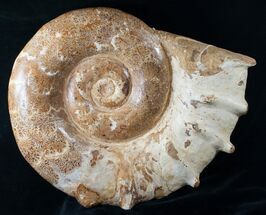 Huge Wide Euaspidoceras Ammonite Fossil #14916