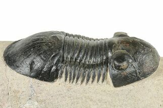 Paralejurus Trilobite - Atchana, Morocco #252417