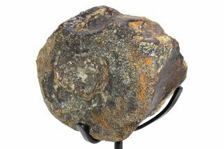Dinosaur Vertebra Centrum on Metal Stand - Boulahfa, Morocco #252512