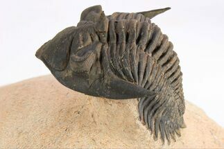 Detailed Metacanthina Trilobite - Lghaft, Morocco #252525