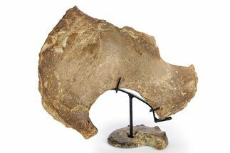 Plesiosaur Scapula Bone on Ammonite Stand - Asfla, Morocco #252630