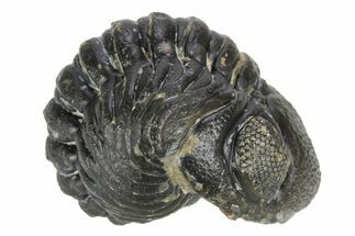 Wide, Enrolled Austerops Trilobite - Morocco #252631