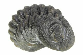 Long Curled Morocops Trilobite - Morocco #252657