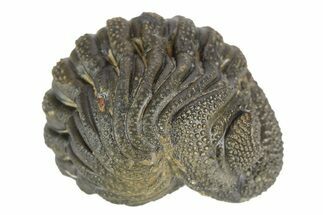 Long Enrolled Bumpy Morocops Trilobite - Morocco #252667