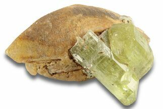 Lustrous, Yellow Apatite Crystals on Calcite - Morocco #251154