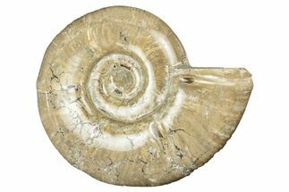 Polished Ammonite (Argonauticeras) Fossil - Madagascar #252789