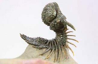 Spiny Lichid (Acanthopyge) Trilobite - Insane Preparation! #252530