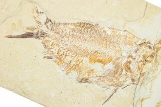 Bargain, Cretaceous Fossil Fish - Lebanon #252449