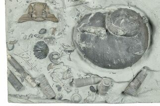 Plate Of Gastropods, Brachiopods, Etc - Waldron Shale, Indiana #252458