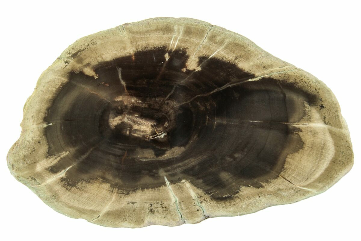2.4" Triassic Petrified Wood (Woodworthia) Round Zimbabwe (252835