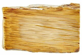 Polished Petrified Palmwood Rip-Cut Slice - Texas #252857