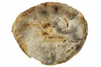 Polished Petrified Wood (Dicot) Round - Idaho #252886