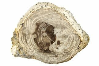 Polished Petrified Wood (Dicot) Round - Idaho #252892