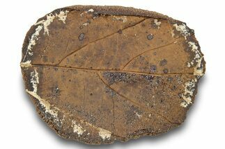 Fossil Leaf (Marmarthia?) Nodule - Hell Creek #252956