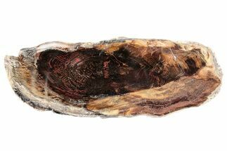 Polished Petrified Wood (Juniper) Slice - Nevada #253027