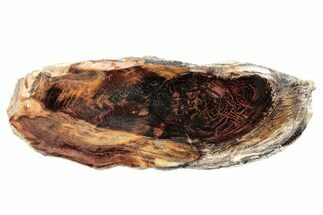Polished Petrified Wood (Juniper) Slice - Nevada #253031