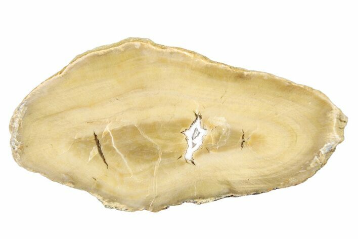 1.9" Polished Petrified Wood (Bald Cypress) Slab - Washington (#253042