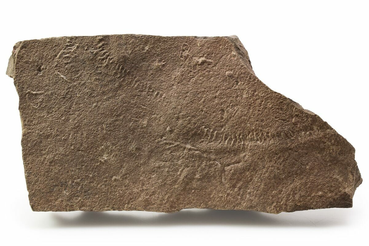 5.7" Cruziana (Fossil Trilobite Trackway) Morocco (253155) For Sale