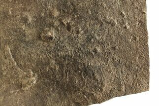 Cruziana (Fossil Trilobite Trackway) - Morocco #253168
