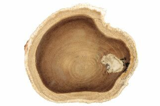 Polished Petrified Wood Round - McDermitt, Oregon #252995