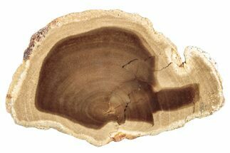 Polished Petrified Wood Slice - McDermitt, Oregon #252999