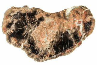 Triassic Petrified Wood (Conifer) Slab - Circle Cliffs, Utah #253124