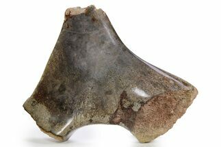 Polished Sauropod Pubis Bone (Gembone) - Morocco #253299