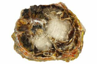 Petrified Wood For Sale