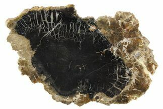 Triassic Petrified Wood (Conifer) Slab - Circle Cliffs, Utah #253306