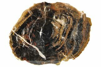 Triassic Petrified Wood (Conifer) Round - Circle Cliffs, Utah #253333