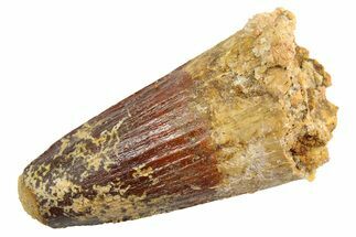 Fossil Spinosaurus Tooth - Real Dinosaur Tooth #253492